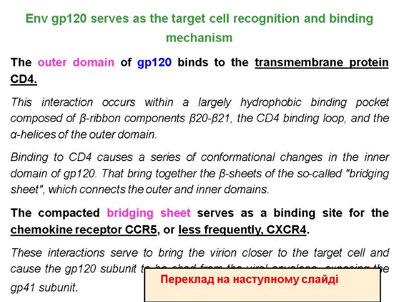 Env gp120 serves as the target cell recognition and binding mechanism  The outer